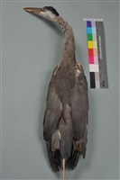 藏品(蒼鷺)的圖片